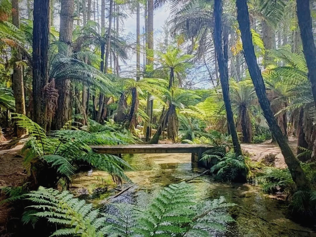 A footbridge crossing a forest stream surrounded by punga and ferns