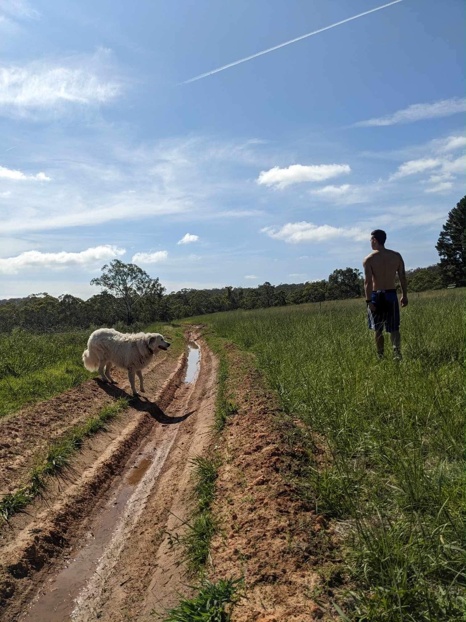 A man walking a farm track through green Australian pasture, a large white dog at his heel