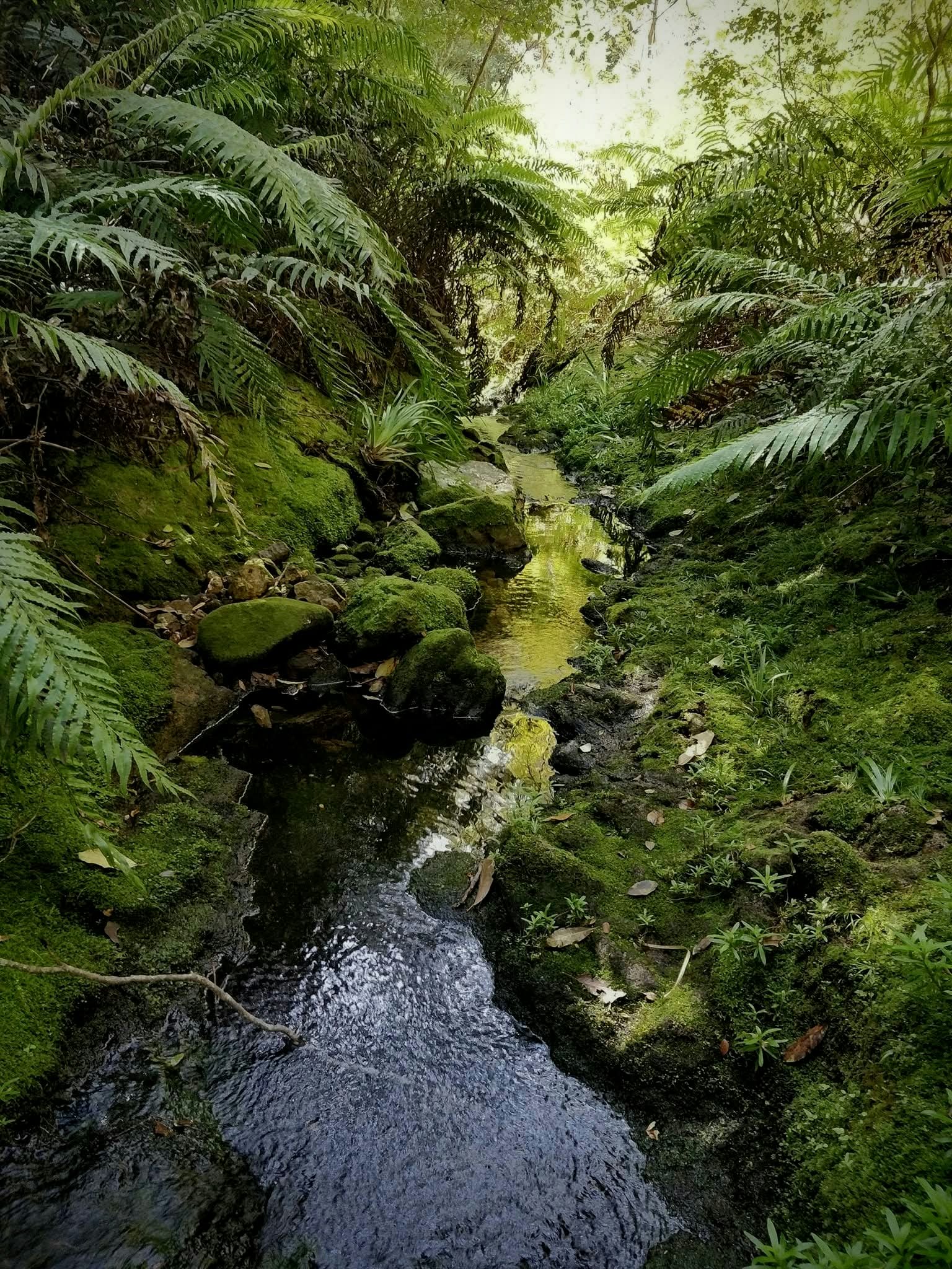 A stream running slow over mossy stones through native bush