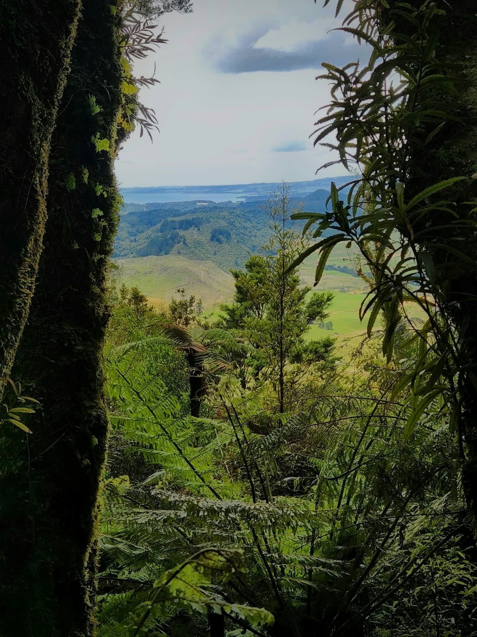 Native bush framing a view over the valley and lake at Horohoro